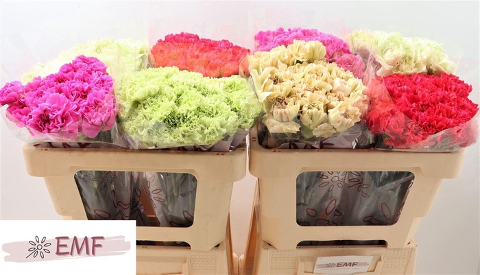 <h4>Di St Gem In Fust</h4>