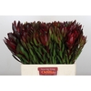 Leucadendron Saf Sunset Dark R.