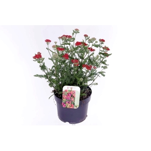 Achillea millefolium Milly Rock Red