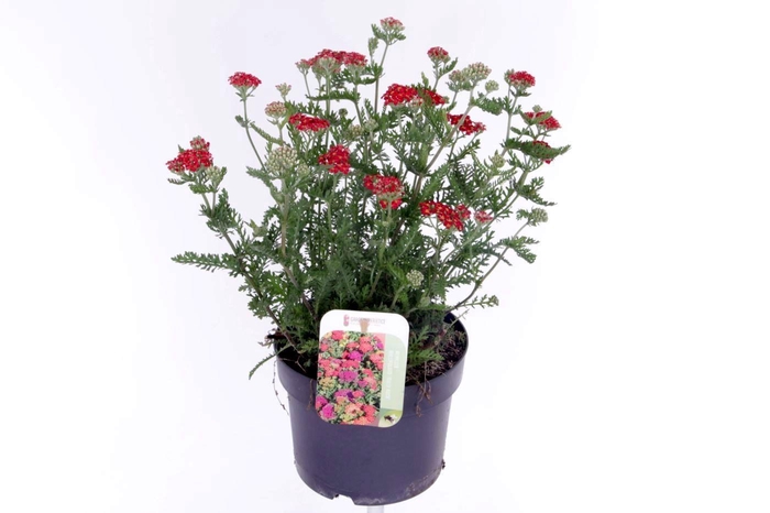 <h4>Achillea millefolium Milly Rock Red</h4>