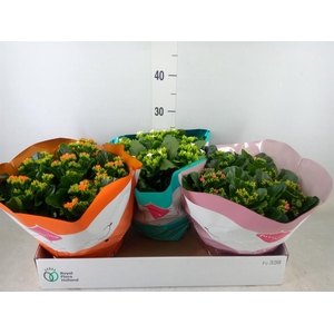 Kalanchoe blos.   ..mix 4