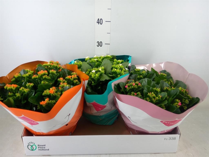 <h4>Kalanchoe blos. ..mix 4</h4>