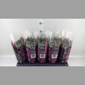 Celosia spic. 'Deep Purple'