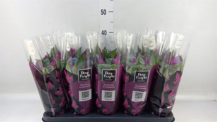 <h4>Celosia spic. 'Deep Purple'</h4>
