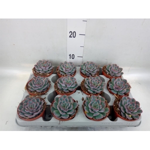 Echeveria 'Hercules'
