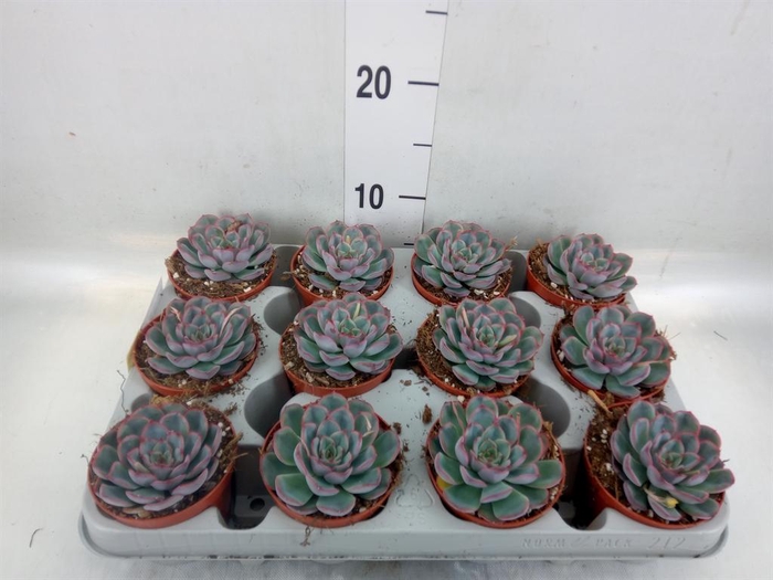 <h4>Echeveria  'Hercules'</h4>