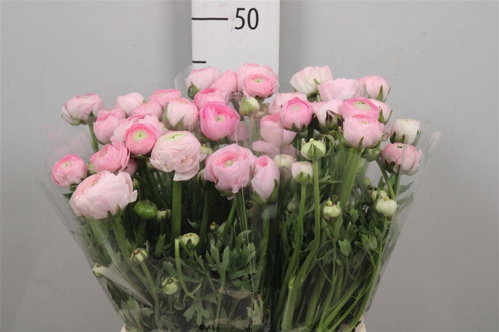 <h4>Ran Aazur Pink</h4>