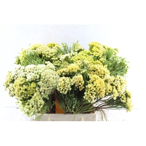 Kaaps Nebelia Palacea