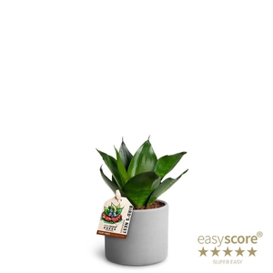 SANSEVIERIA TRIFASCIATA