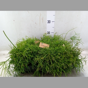 Rhipsalis baccifera 'Oasis'