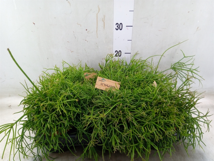<h4>Rhipsalis baccifera 'Oasis'</h4>