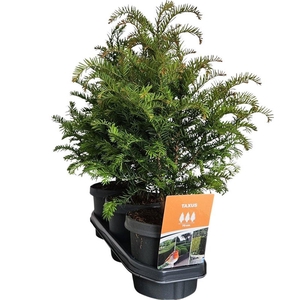 Hedgeline Taxus baccata 40-50 C3