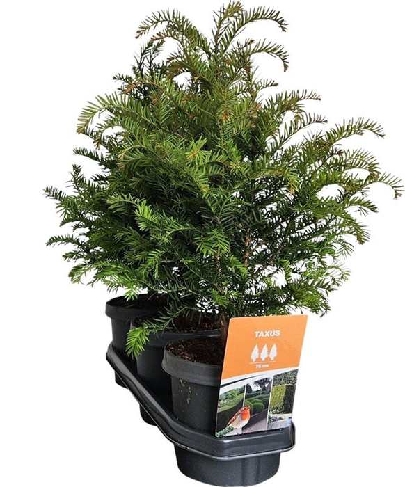 <h4>Hedgeline Taxus baccata 40-50 C3</h4>
