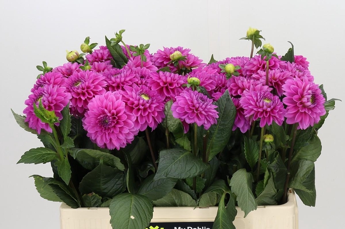 <h4>Dahlia Happy Hour</h4>