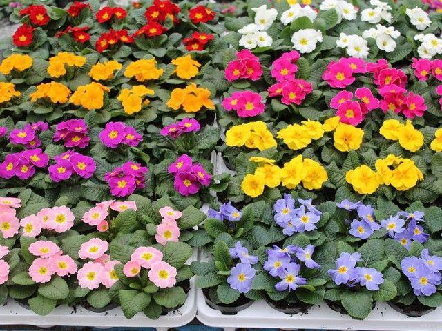 <h4>PRIM AC MIXK</h4>