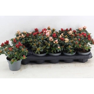 RHODO SI GEM