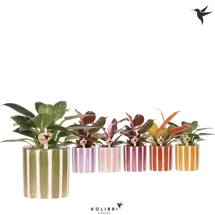 <h4>Kolibri Greens Philodendron mix in Painted Stripe pot mix</h4>