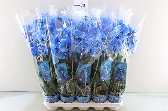 <h4>Phal Blauw 2 Tak</h4>