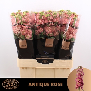 MATTH STOX ANTIQ ROS