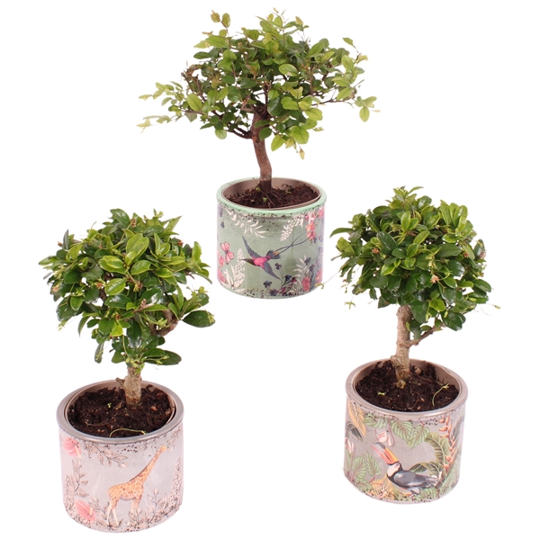 <h4>Bonsai Indoor Mix Ø 9cm Ball Shape in Ø11cm Ceramic BY561</h4>