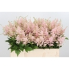 Astilbe Europa Roze