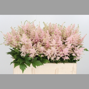 Astilbe Europa Roze