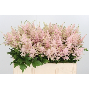 Astilbe Europa Roze