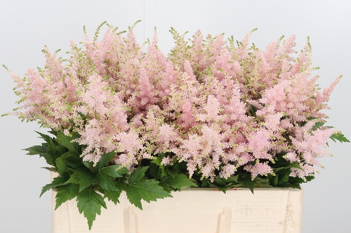 <h4>Astilbe Europa Roze</h4>