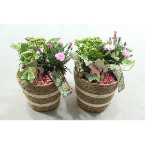 BU128 MAND STREEP GEVL