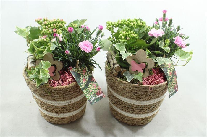 <h4>BU128 MAND STREEP GEVL</h4>