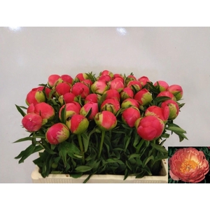 PAEONIA HYBR. 'CORAL SUNSET'