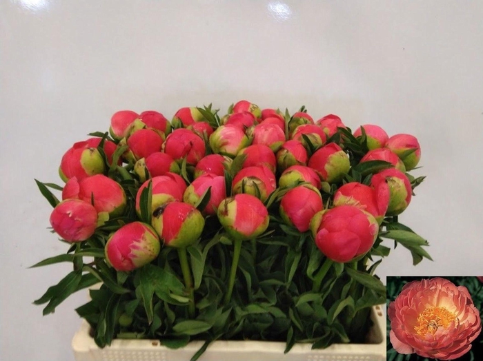 <h4>PAEONIA HYBR. 'CORAL SUNSET'</h4>