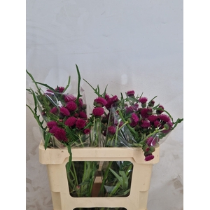 CIRS R ATROPURPUREUM