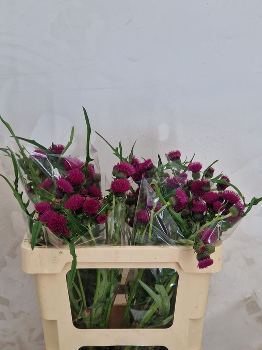 <h4>CIRS R ATROPURPUREUM</h4>