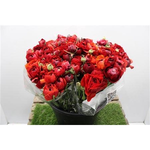 Ranunculus Elegance D Rood