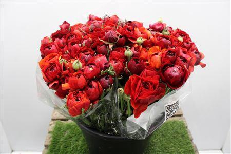 Ranunculus Elegance D Rood