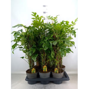 Philodendron   ...