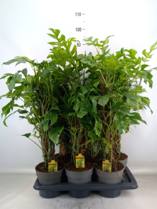 <h4>Philodendron   ...</h4>