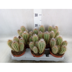 Cereus   ...