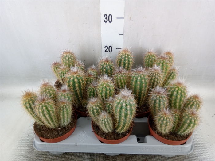 <h4>Cereus   ...</h4>