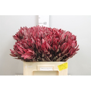 Leucadendron Jester