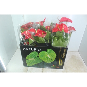 ANTHURIUM MICHIGAN P17 PREMIUM
