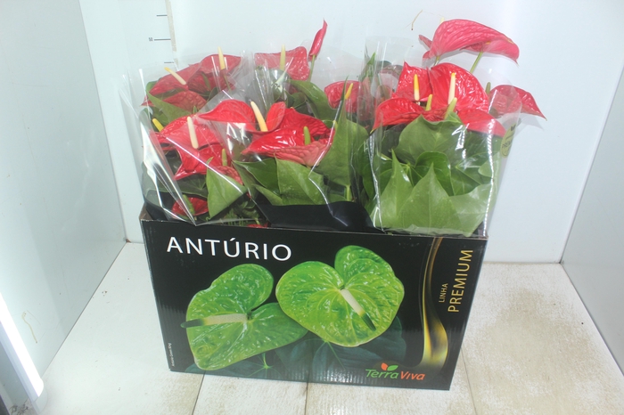 <h4>ANTHURIUM MICHIGAN P17 PREMIUM</h4>