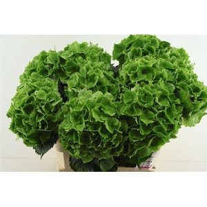 Hydr M. Cl. Emerald Green 75-20