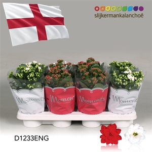 Kalanchoe Moments - England flag