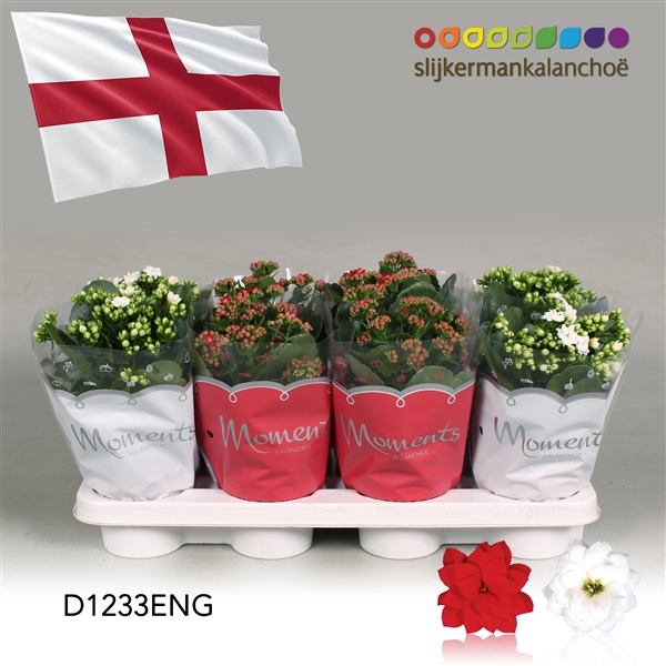 <h4>Kalanchoe Moments - England flag</h4>