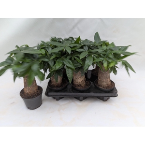 PACHIRA AQUATICA