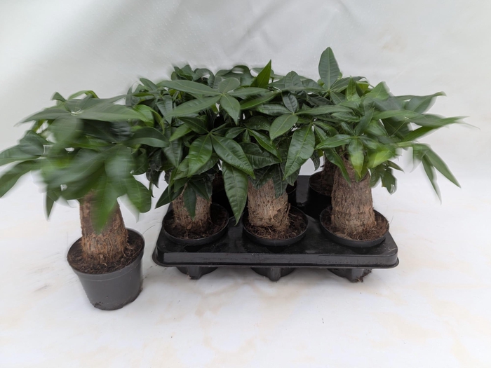 <h4>PACHIRA AQUATICA</h4>