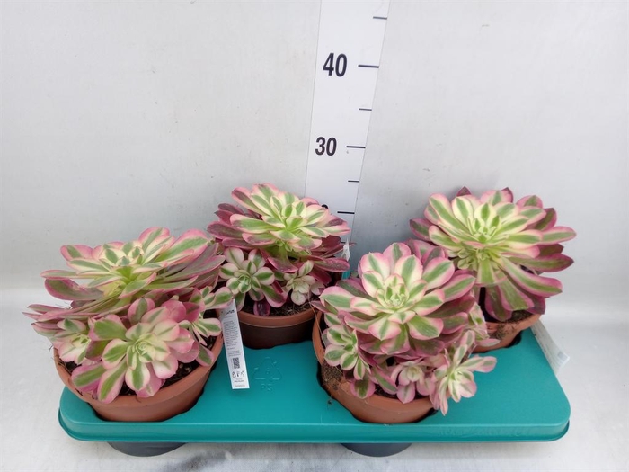 <h4>Aeonium   ...</h4>