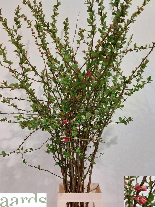 <h4>CHAENOMELES OVERIG</h4>